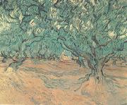 Vincent Van Gogh Olive Trees (nn04) France oil painting artist